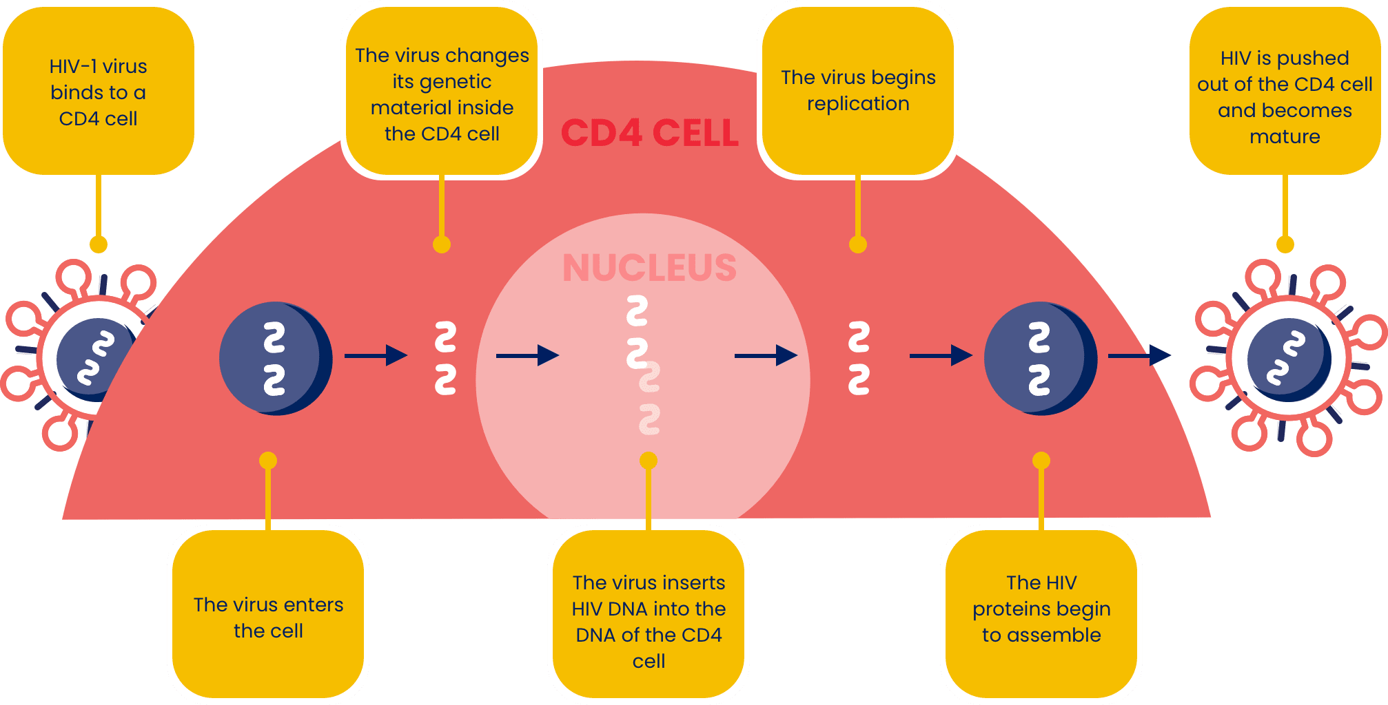 A chart depicting the lifecycle of an HIV-1 virus from binding to a CD4 cell to becoming nature.