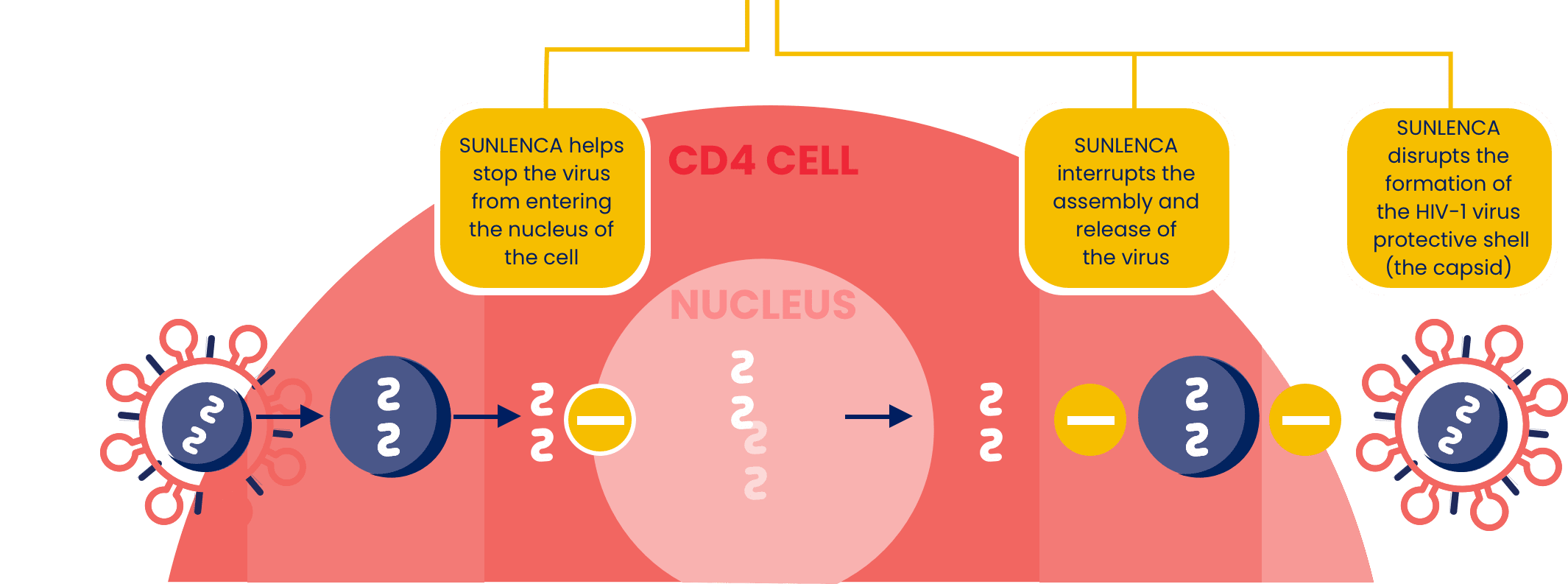 A chart depicting how SUNLENCA® (lenacapavir) disrupts the HIV-1 virus lifecycle.